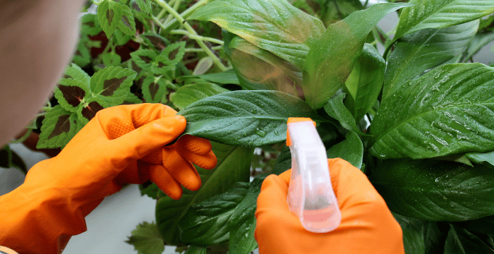 How to Clean Indoor Plant Leaves