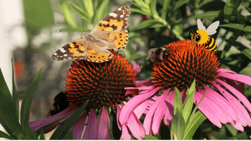 Plants Attract Bees and Butterflies