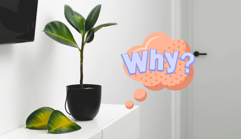 Why is My Indoor Plant Turning Yellow