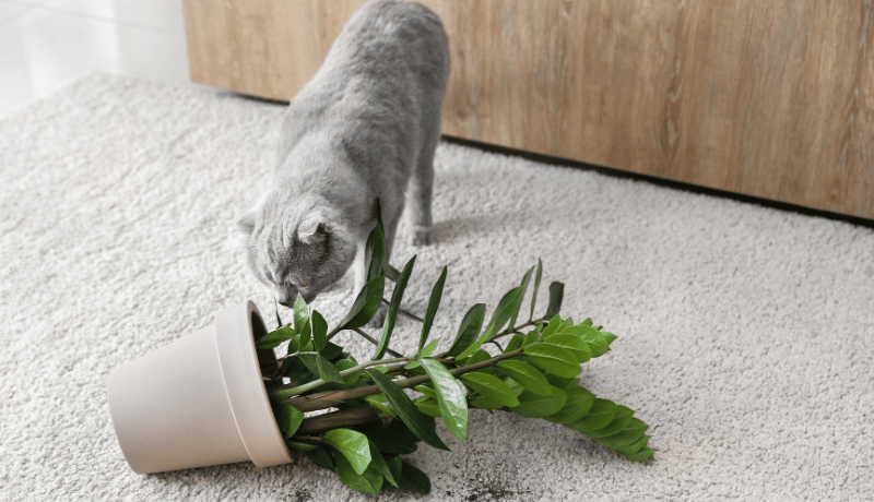 Are ZZ Plants Toxic to Cats?