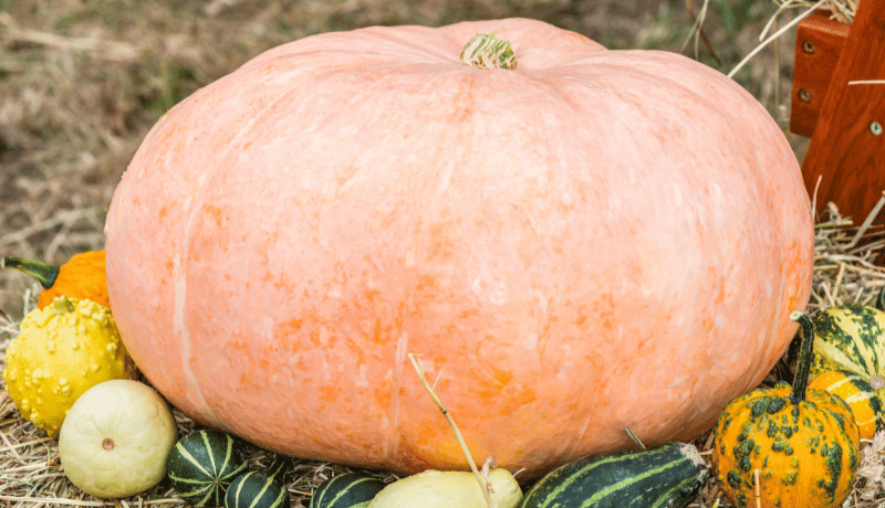 Atlantic Giant Pumpkin