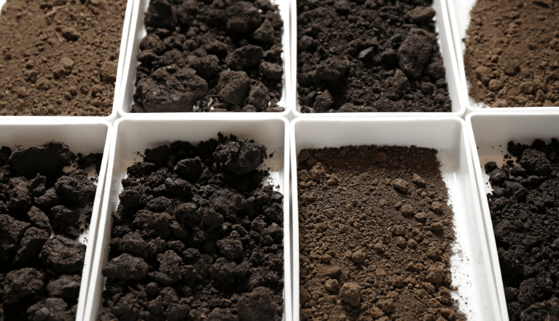 Best Soil for Container Plants