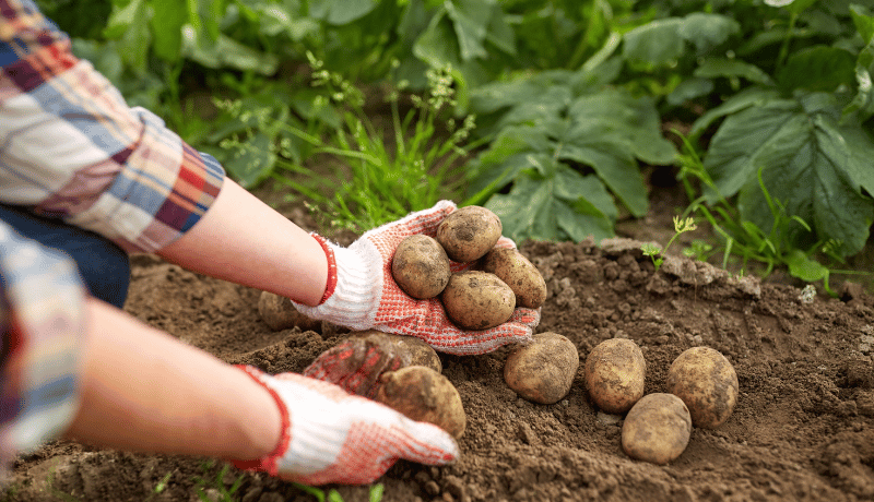 Best Time to Plant Potatoes