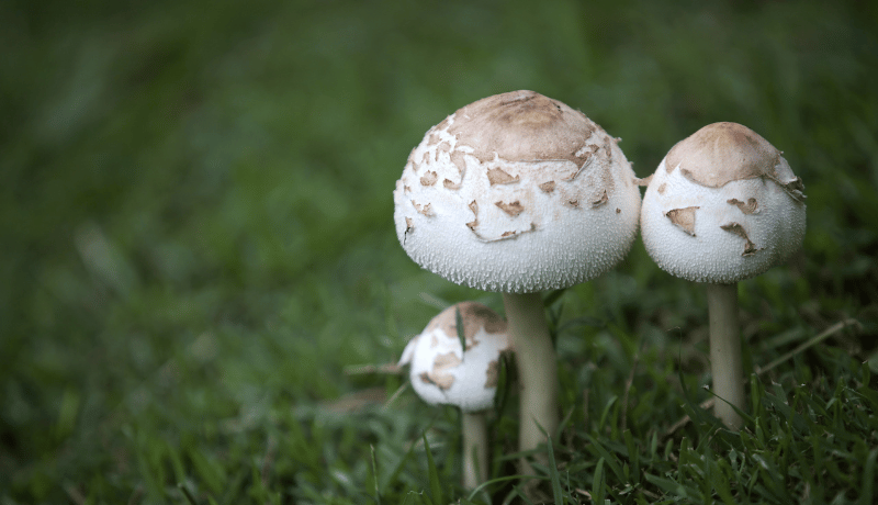 Mushrooms Growing in Yard