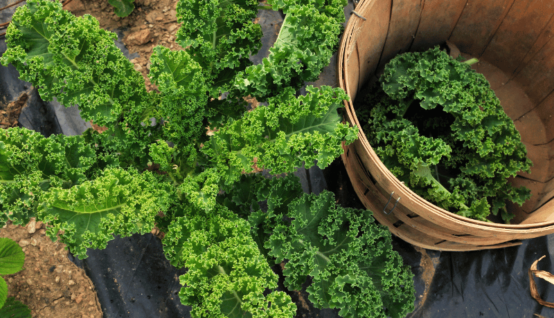 When to Harvest Kale