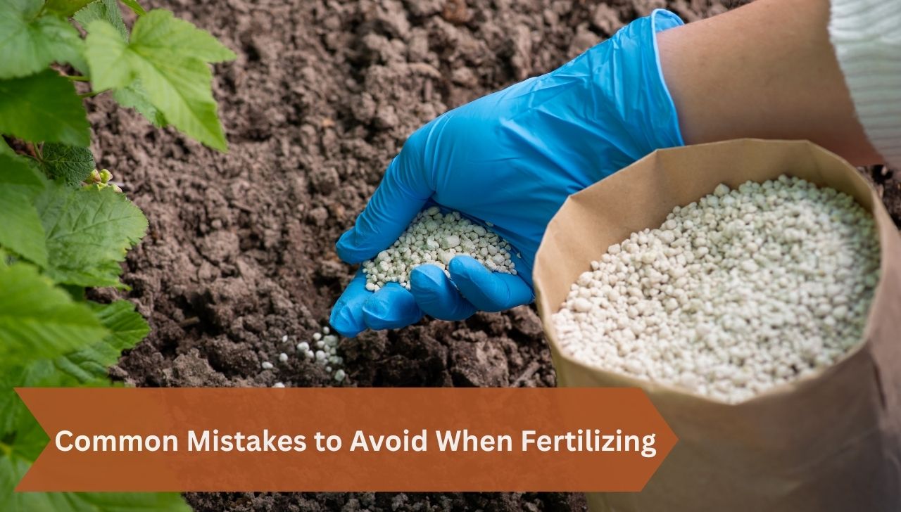 Common Mistakes to Avoid When Fertilizing