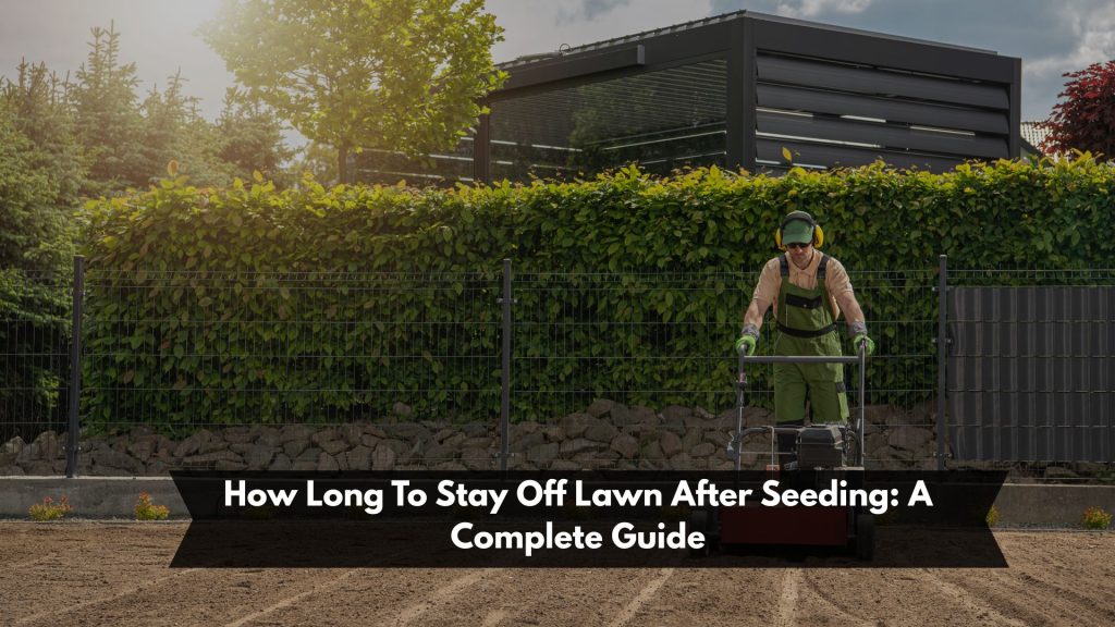 How Long To Stay Off Lawn After Seeding: A Complete Guide