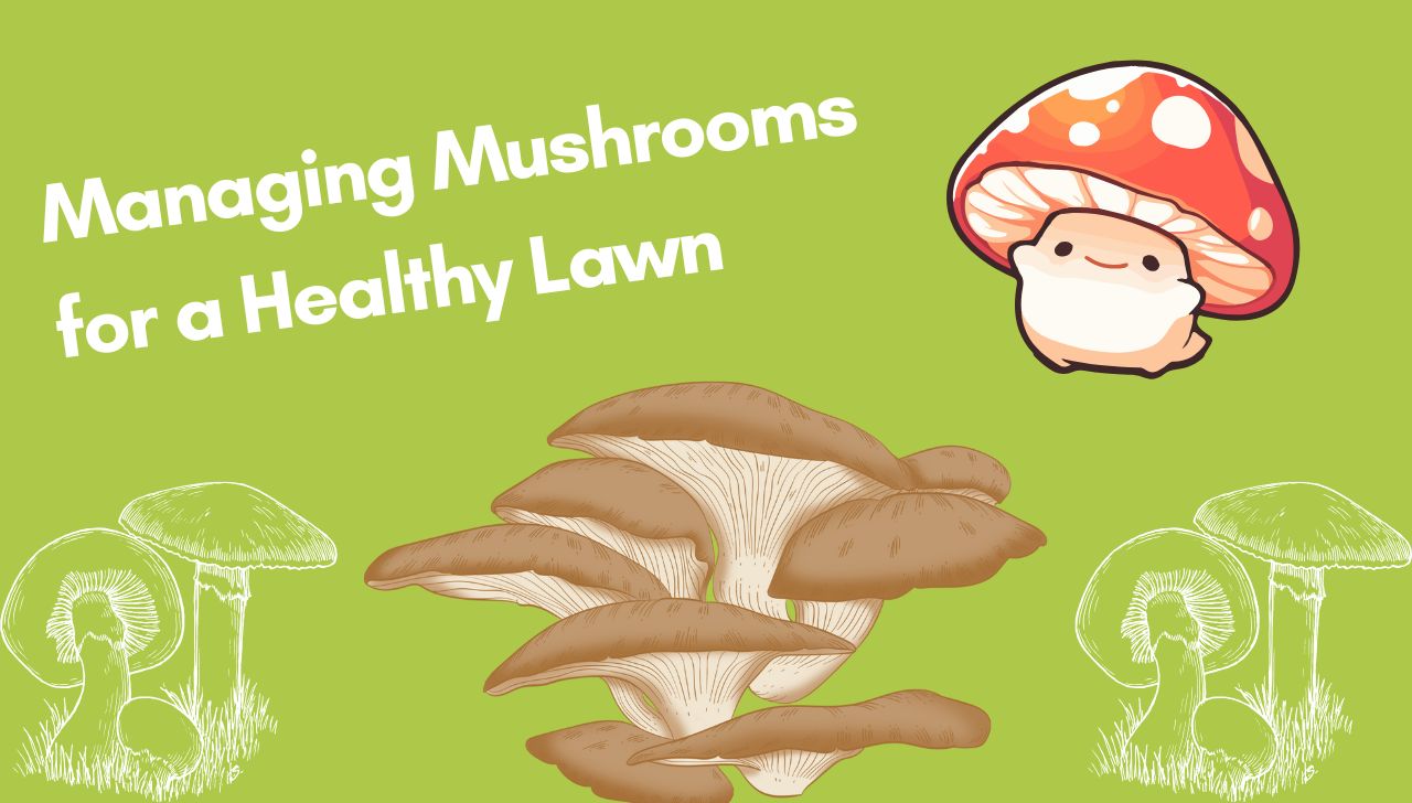 Managing Mushrooms for a Healthy Lawn