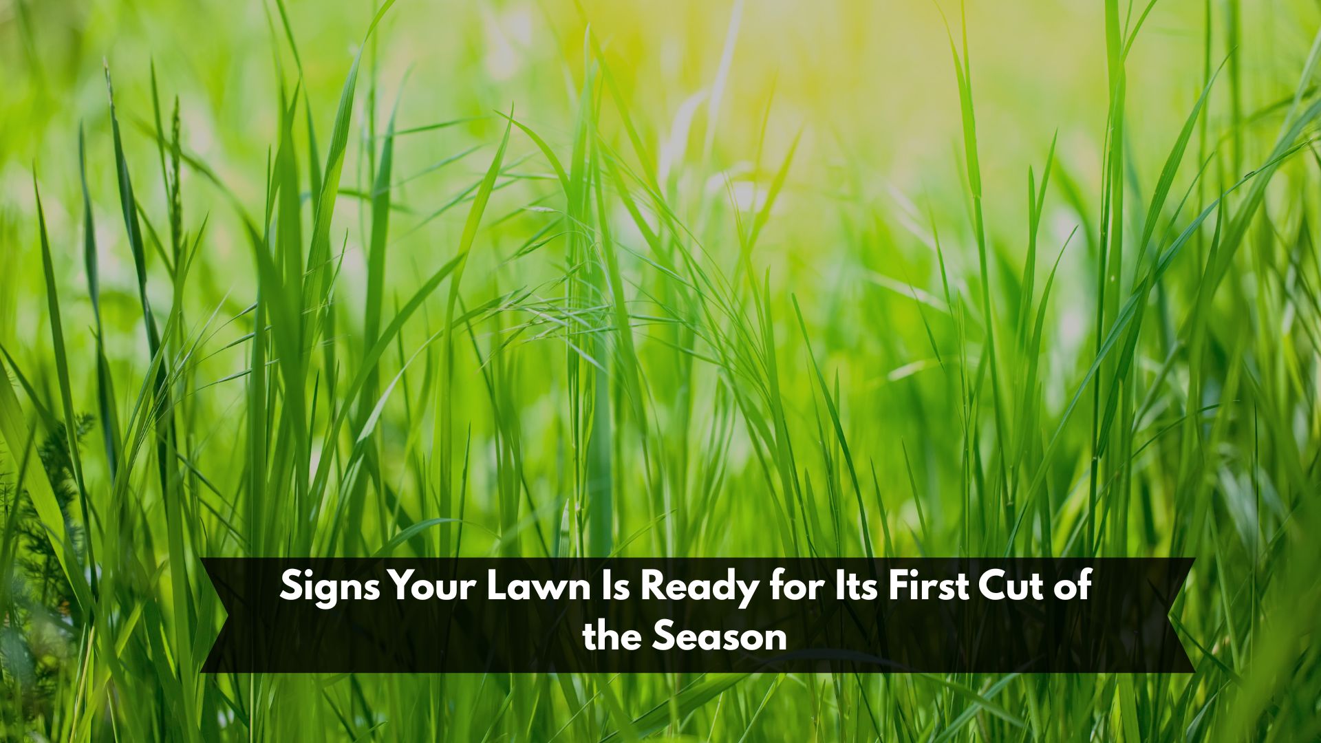 Signs Your Lawn Is Ready for Its First Cut of the Season