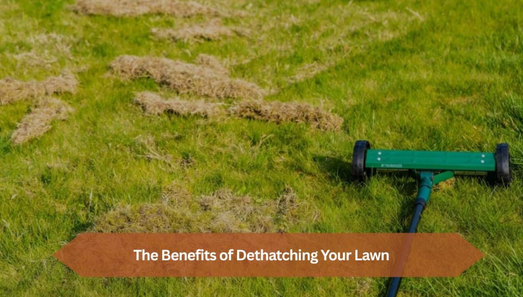 The Benefits of Dethatching Your Lawn