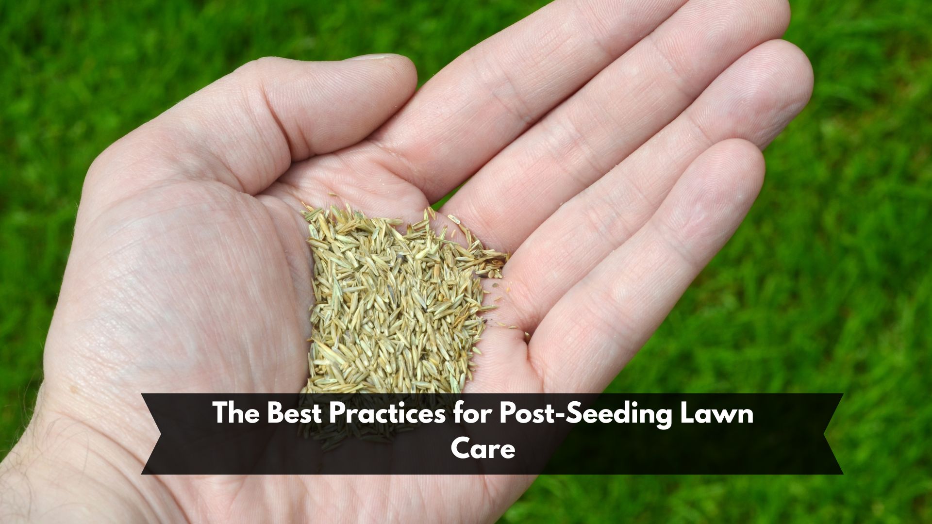 The Best Practices for Post-Seeding Lawn Care