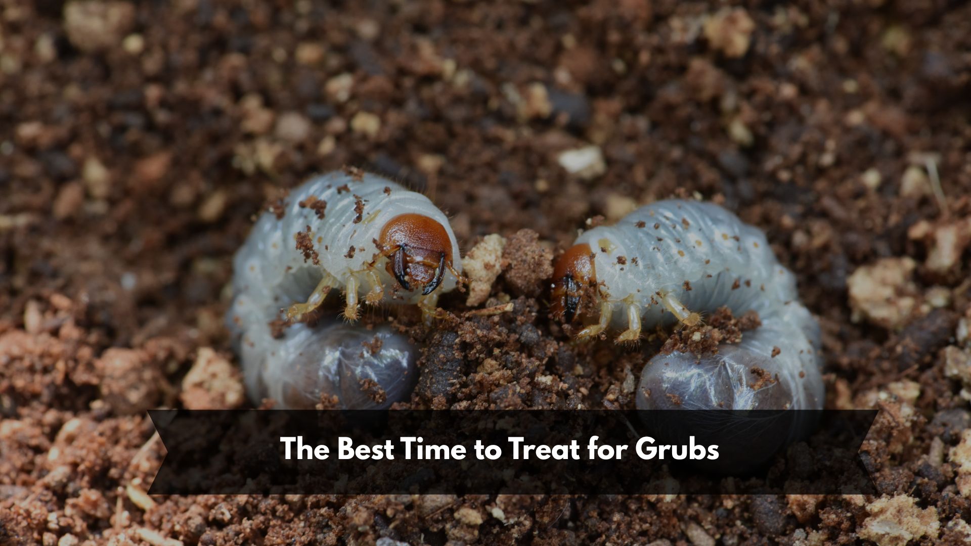 The Best Time to Treat for Grubs