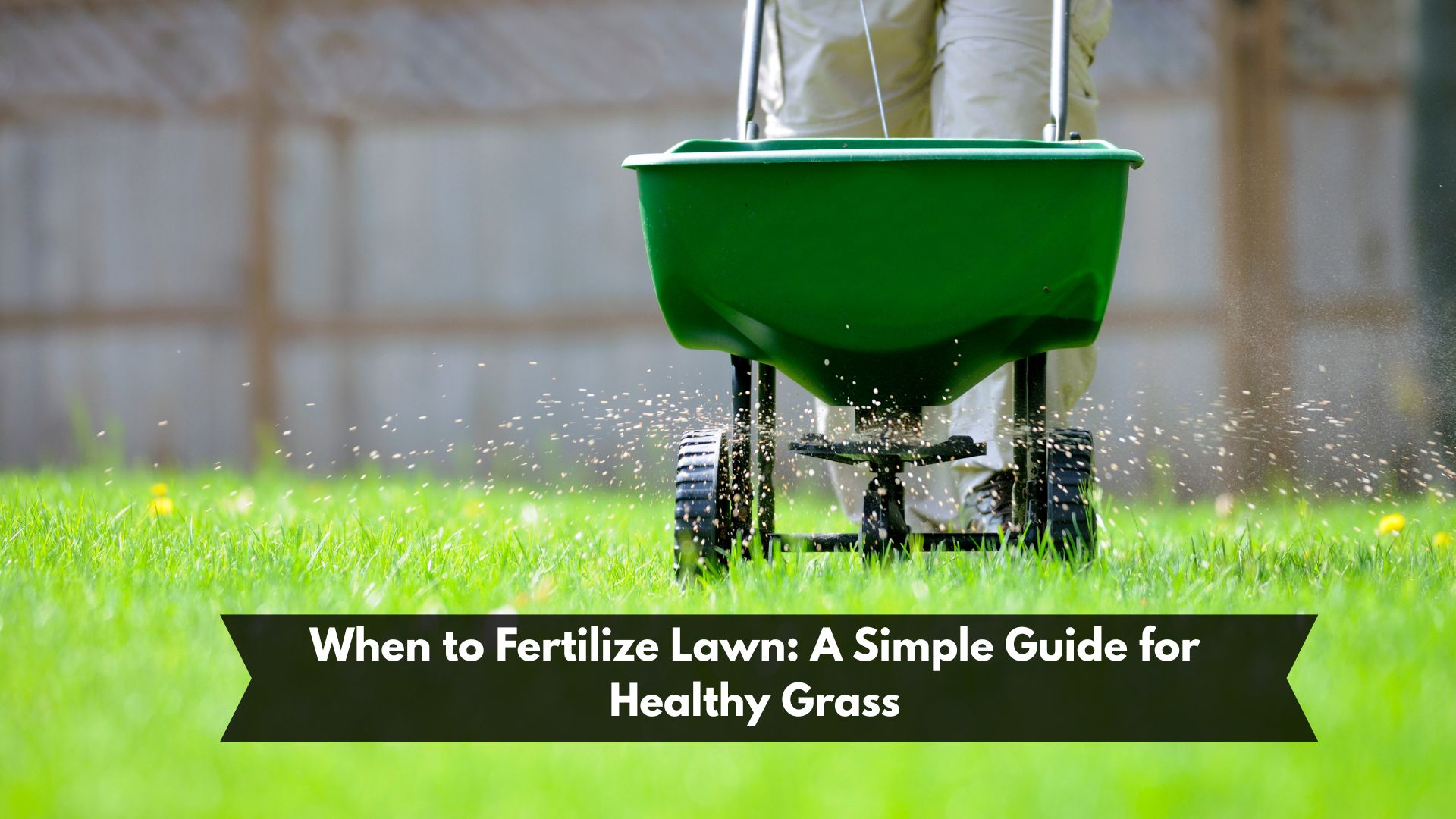 When to Fertilize Lawn: A Simple Guide for Healthy Grass