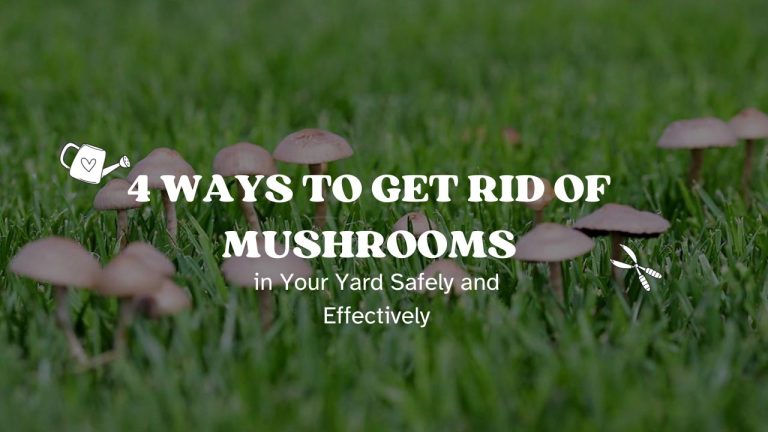4 Ways to Get Rid of Mushrooms in Your Yard Safely and Effectively