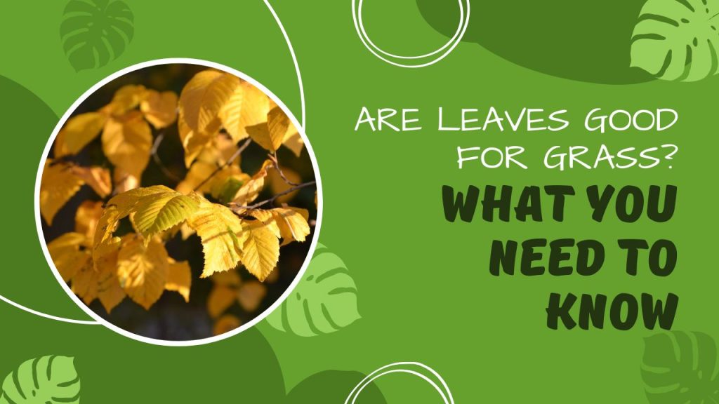 Are Leaves Good for Grass? What You Need to Know
