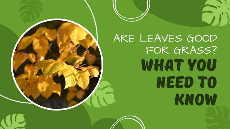 Are Leaves Good for Grass? What You Need to Know
