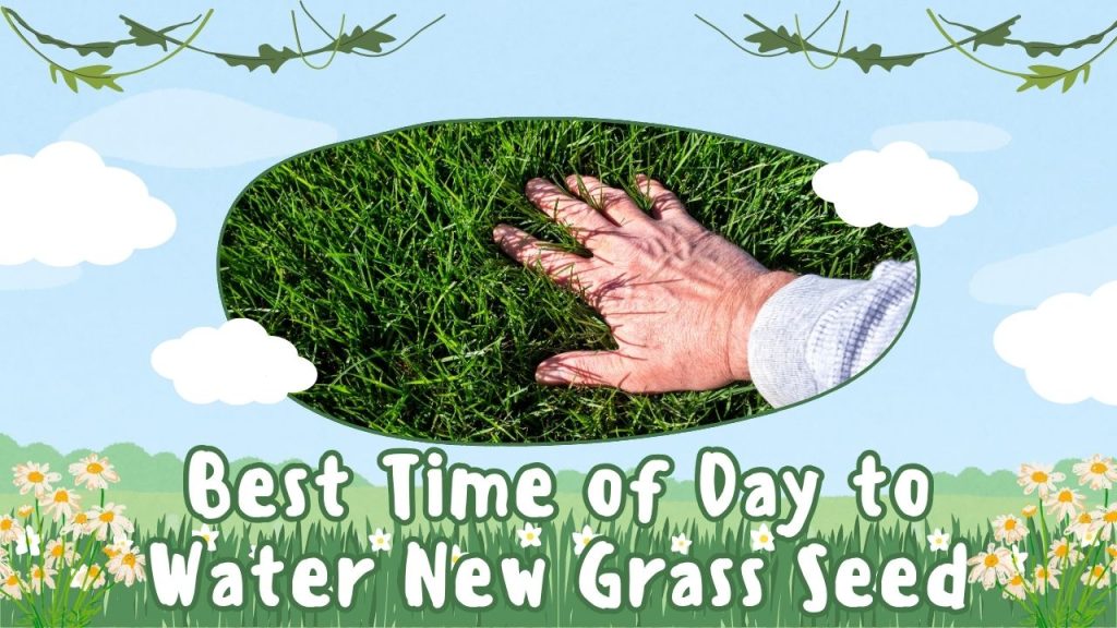 Best Time of Day to Water New Grass Seed