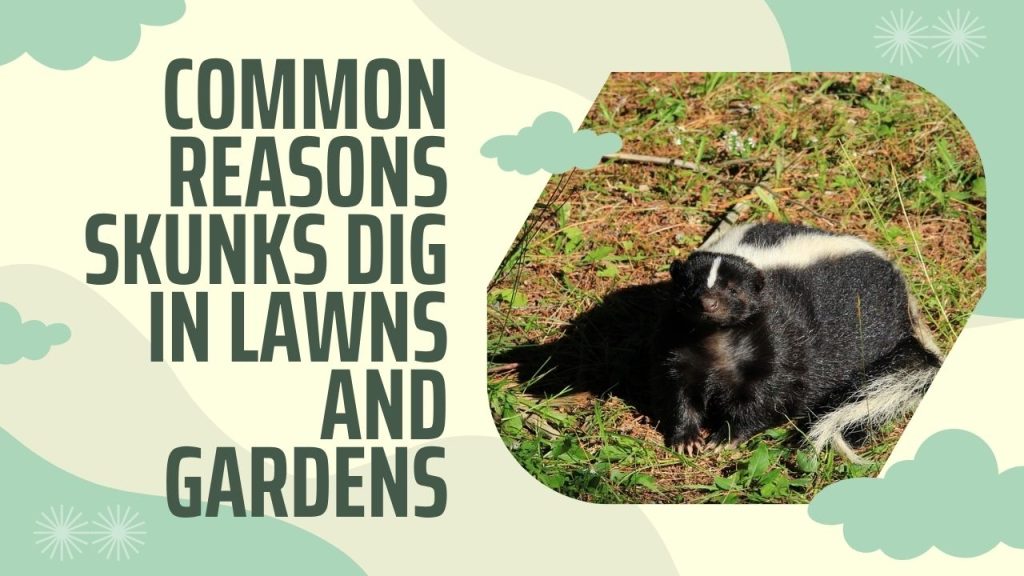 Common Reasons Skunks Dig in Lawns and Gardens