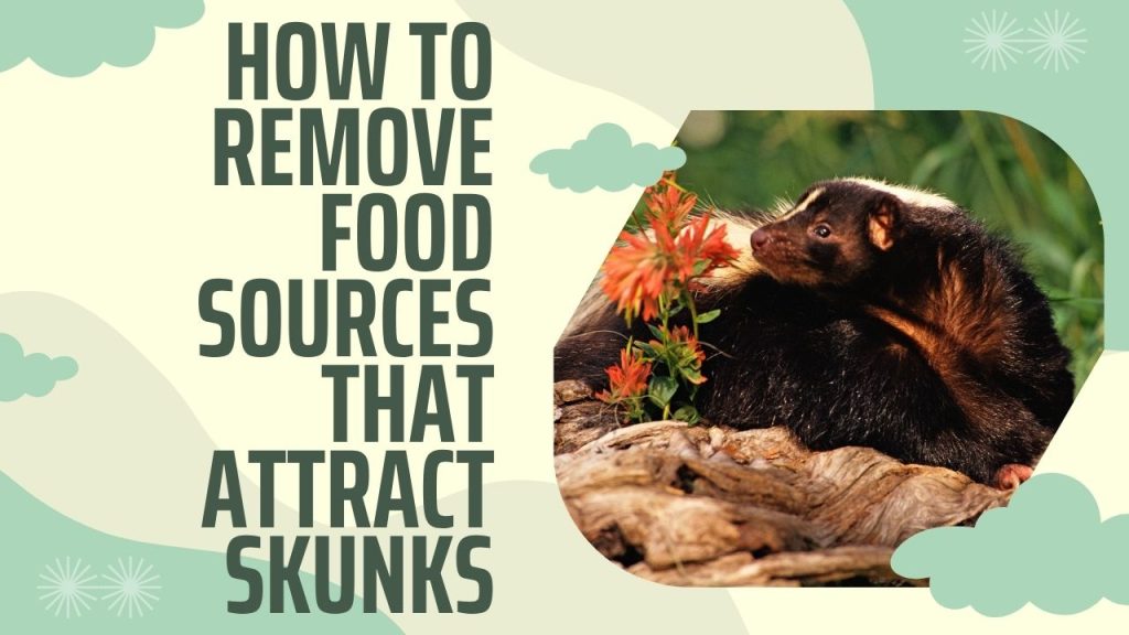 How to Remove Food Sources That Attract Skunks