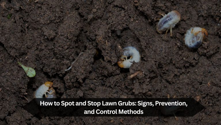 How to Spot and Stop Lawn Grubs: Signs, Prevention, and Control Methods
