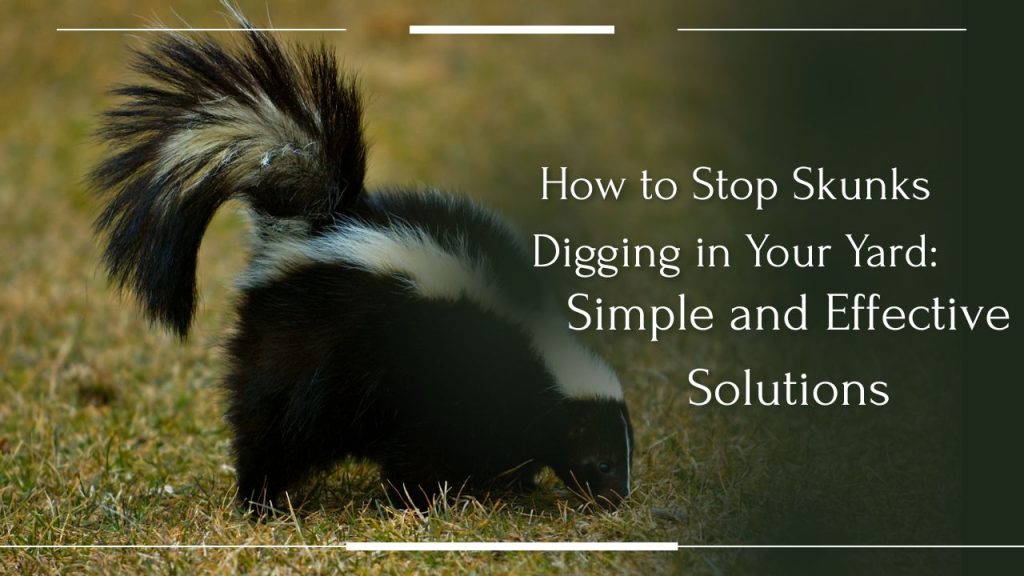 How to Stop Skunks Digging in Your Yard: Simple and Effective Solutions