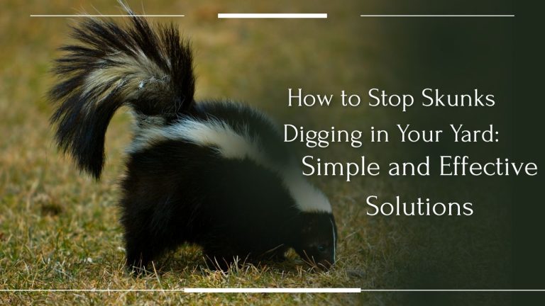 How to Stop Skunks Digging in Your Yard: Simple and Effective Solutions