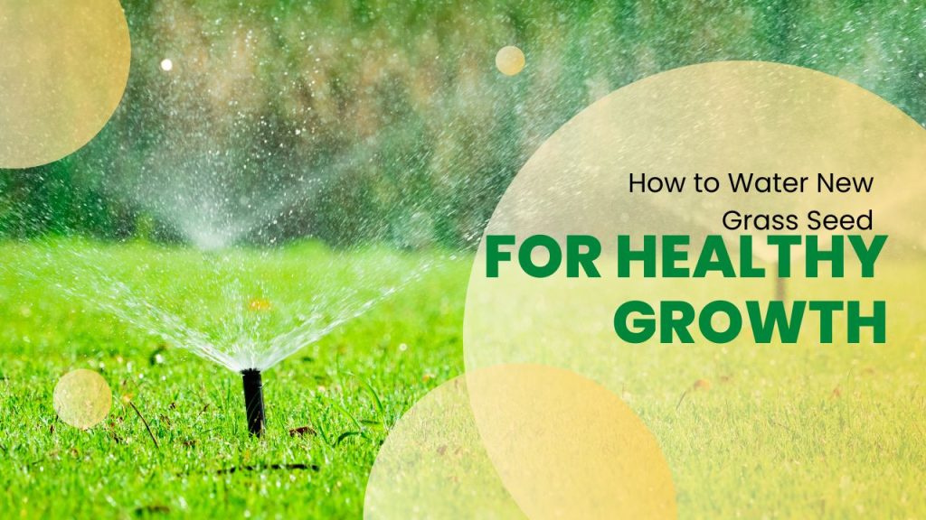 How to Water New Grass Seed for Healthy Growth