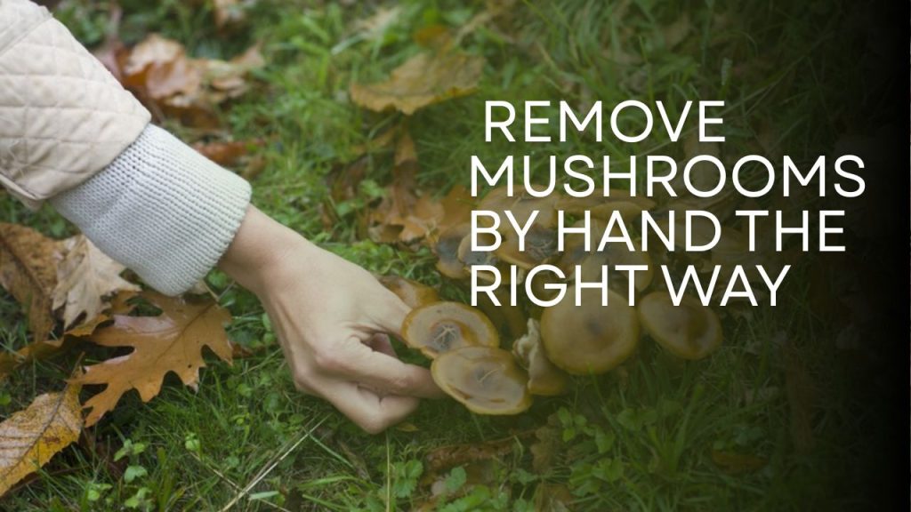  Remove Mushrooms by Hand the Right Way