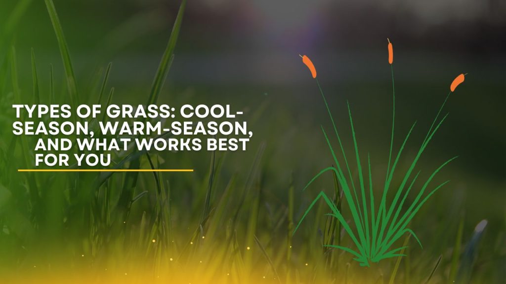 Types of Grass: Cool-Season, Warm-Season, and What Works Best for You