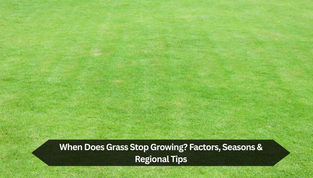 When Does Grass Stop Growing? Factors, Seasons & Regional Tips