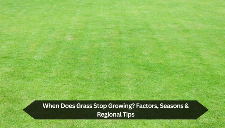 When Does Grass Stop Growing? Factors, Seasons & Regional Tips