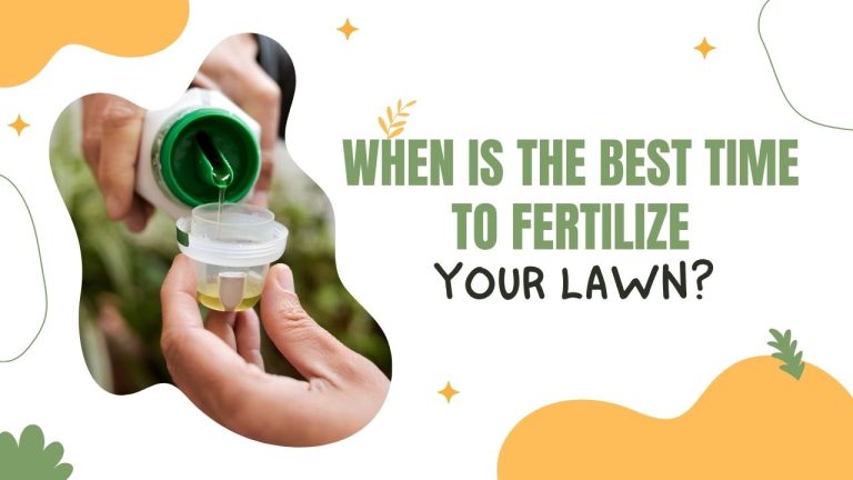 When Is the Best Time to Fertilize Your Lawn?