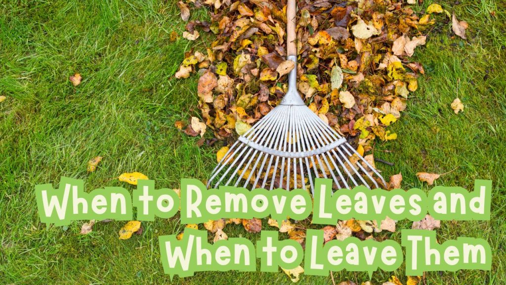 When to Remove Leaves and When to Leave Them