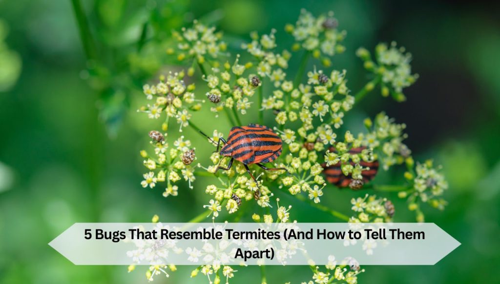 5 Bugs That Resemble Termites (And How to Tell Them Apart)