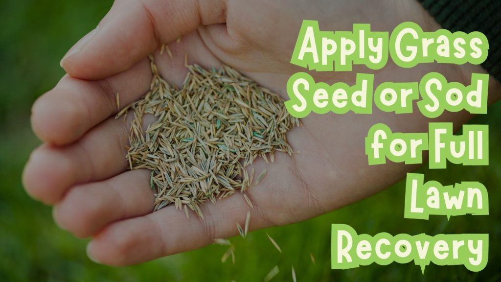 Apply Grass Seed or Sod for Full Lawn Recovery