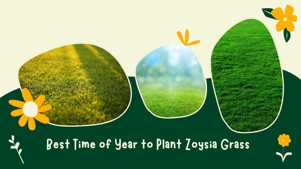 Best Time of Year to Plant Zoysia Grass