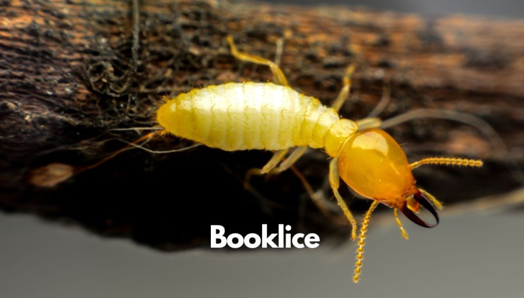 Booklice