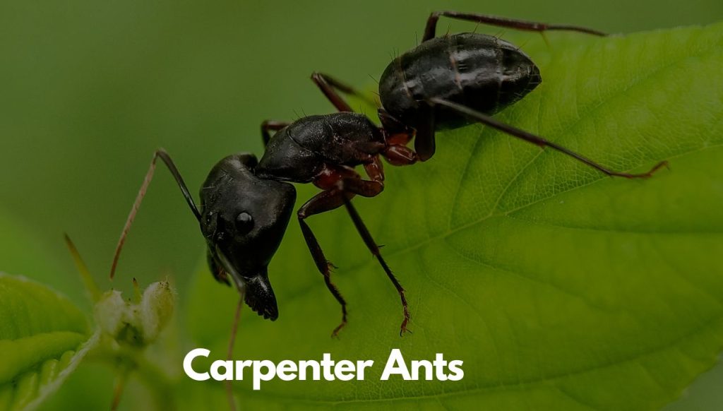 Carpenter Ants