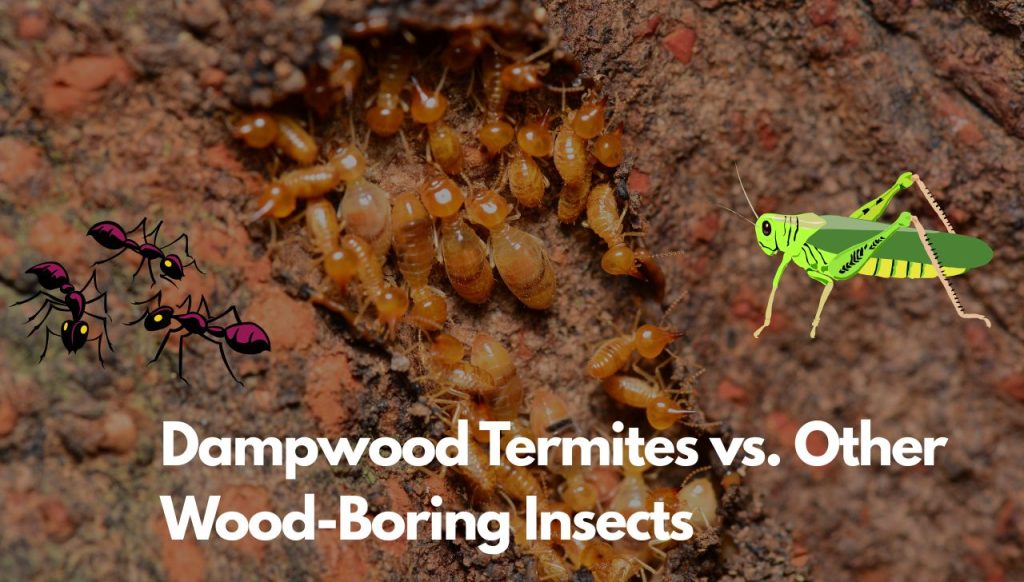 Dampwood Termites vs. Other Wood-Boring Insects