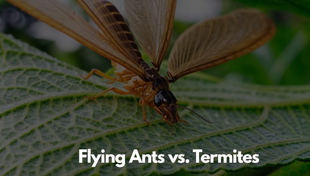 Flying Ants vs. Termites