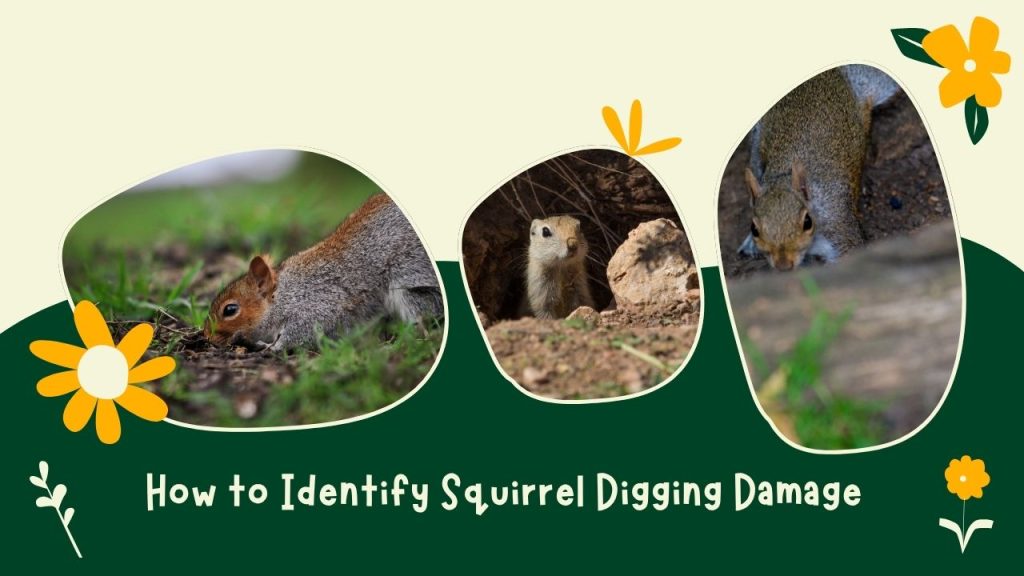 How to Identify Squirrel Digging Damage