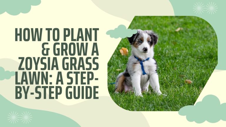 How to Plant & Grow a Zoysia Grass Lawn: A Step-by-Step Guide