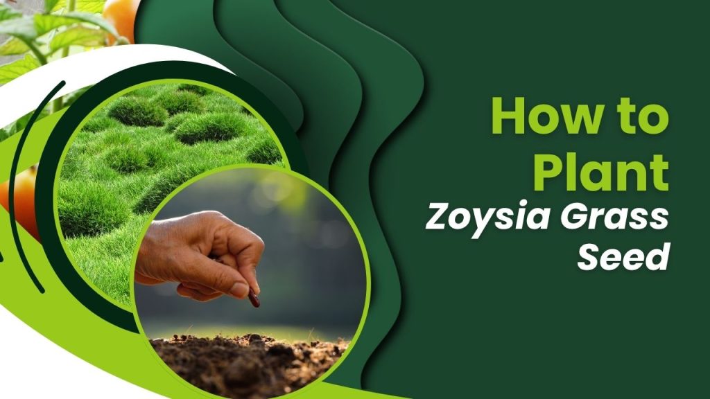 How to Plant Zoysia Grass Seed