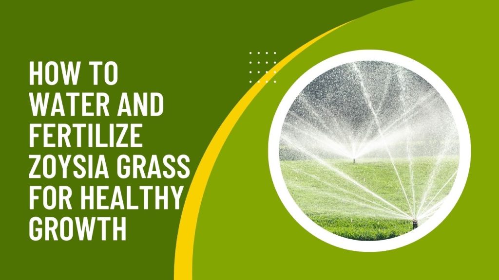 How to Water and Fertilize Zoysia Grass for Healthy Growth