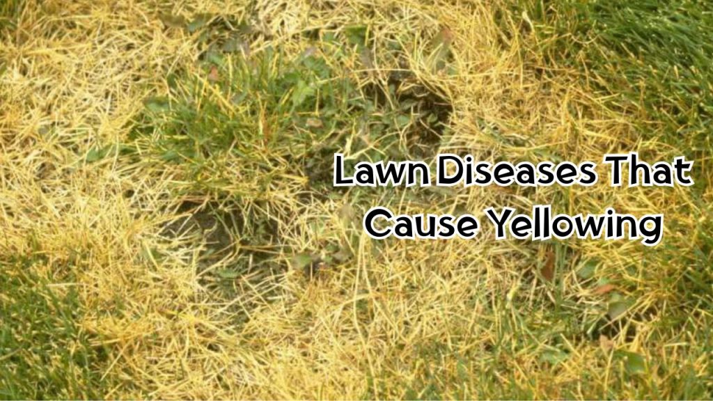 Lawn Diseases That Cause Yellowing