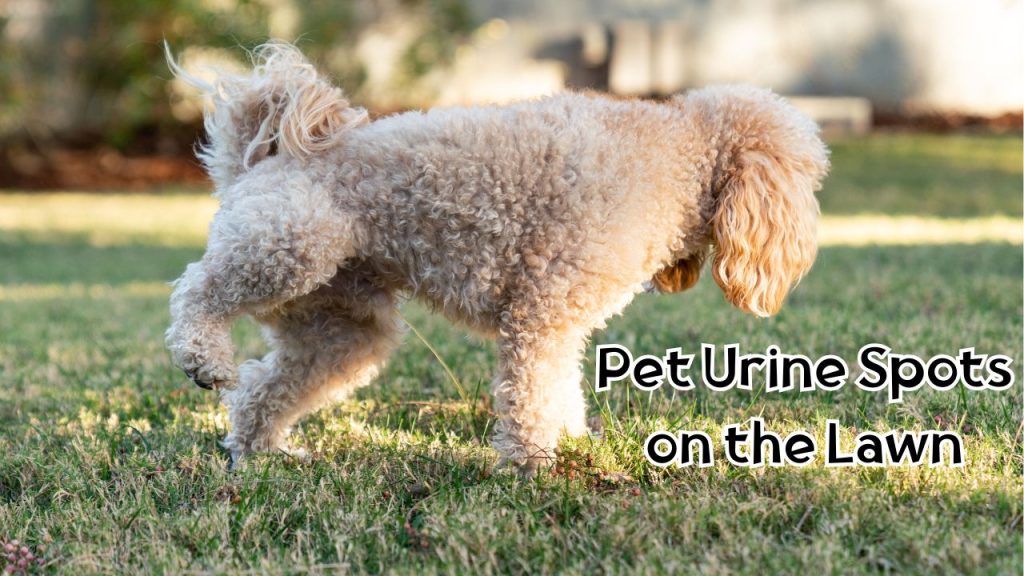 Pet Urine Spots on the Lawn