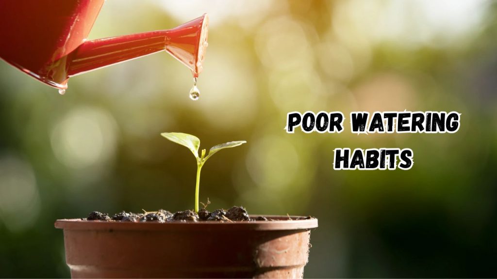 Poor Watering Habits