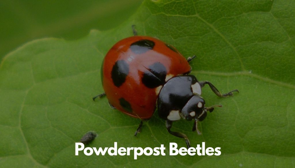 Powderpost Beetles