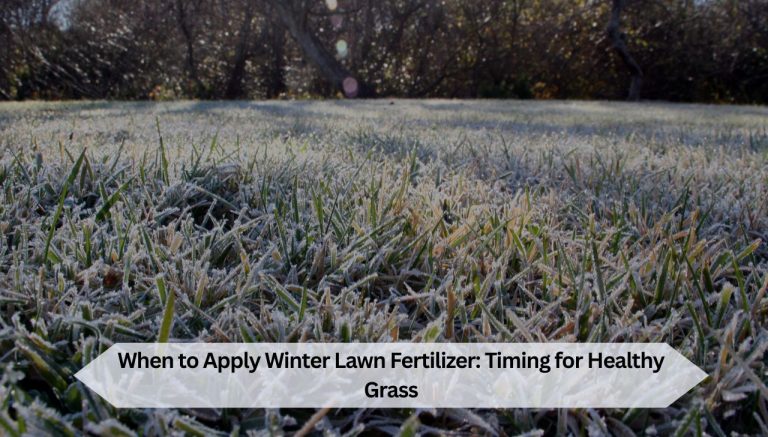When to Apply Winter Lawn Fertilizer: Timing for Healthy Grass