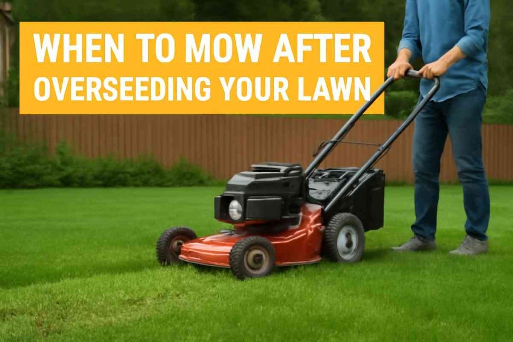 When to Mow After Overseeding Your Lawn